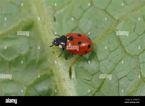  Coccinella: Un piccolo gioiello volante che ricorda una perla scintillante su un foglio di verde!