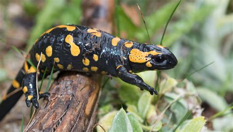  Fire Salamander: Una Creatura Di Fuoco Con Pelle Liscia e Un Amore Per L'Umido!