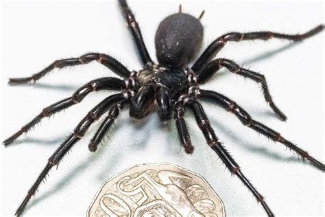  Funnel-Web Spider:  This Eight-Legged Marvel Is Known for Both Its Deadly Venom and Remarkable Parental Care!