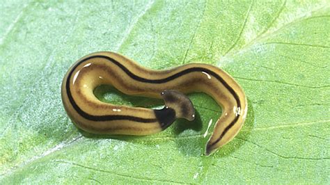  Hammerhead Flatworm: Una Creatura di Due Facce che Nuota tra i Grani di Sabbia!