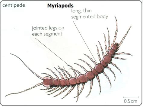 Julida! Un affascinante esempio di Myriapoda con un corpo segmentato e un amore per l'umidità