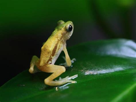 Kihansi Spray Toad: An Amphibian Expert in Waterfall Showering and Nocturnal Insect Hunting!