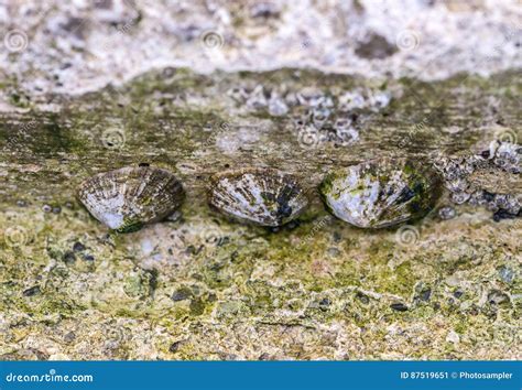 Patella: Un Moltempo di Roccia che Vive una Vita Rilassata sulla Costa!