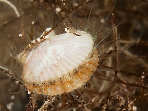 Scapha! A Rare Bivalve That Might Just Have You Saying Shell Yeah!