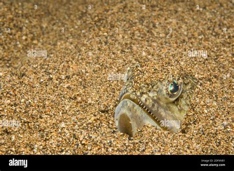  Squilla: Un piccolo predatore dalle tenaglie potenti che ama nascondersi sotto la sabbia!