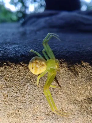  Tarantula: Un Maestro di Camuffamento con una Persona che Ama i Piccoli Insetti!