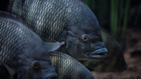  Tilapia: un pesce dalle mille sfaccettature, capace di adattamento e resilienza in ambienti acquatici diversi!