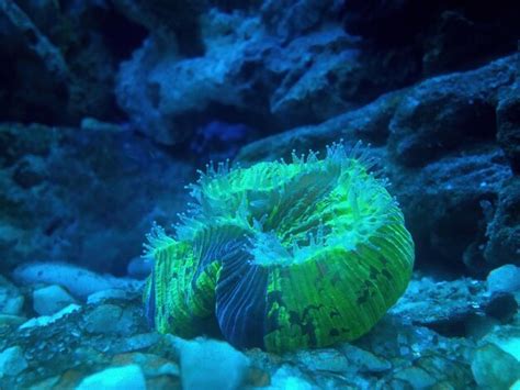 Trachyphyllia! A Colonial Coral Wonder With Tentacles That Dance Like They're Under the Disco Ball