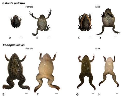  Xenopus: Un Anfibibo che Sa Fare la Spalla Fredda?