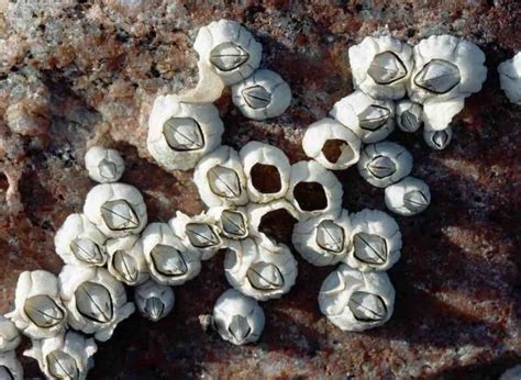  Barnacle Uncovered! Discover How These Amazing Creatures Conquer Even the Toughest Seascapes