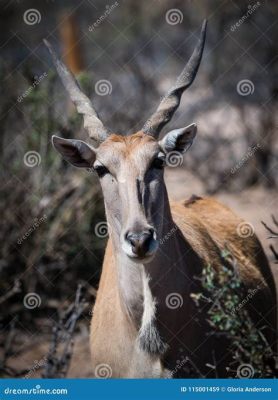  Eland! Un gigante docile dalle corna a spirale che ama pascolare nelle savane africane