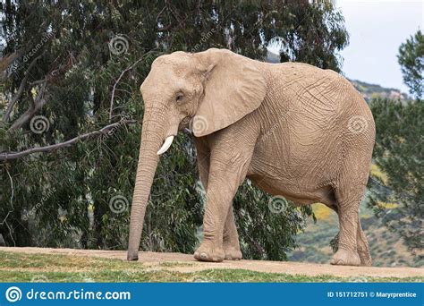 Elefante! Un gigante gentile dalle orecchie incredibilmente grandi e dalla proboscide potente che lo aiuta a sopravvivere nella savana africana.