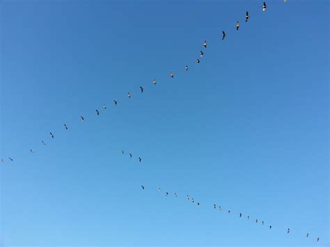 Geese! Majestic Migratory Birds With Strikingly Powerful Wings!