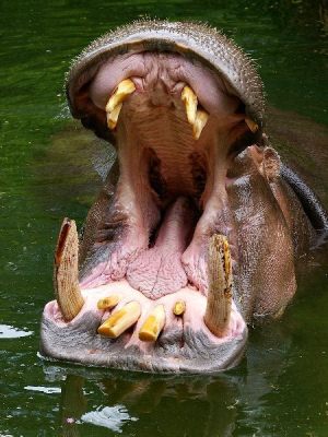  HIPPOPOTAMO: Un gigante docile con denti affilati quanto una lama da barba e un'indole sorprendentemente sociale!