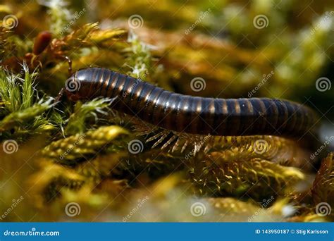 Juliform Diplopod! A Woodland Wonder With Countless Legs That Crawls Through Leaf Litter Like a Miniature Tank