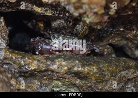  Linguine! Un Crostaceo dal Corpo Trasparente che si Nasconde tra le Rocce e il Fondale Marin