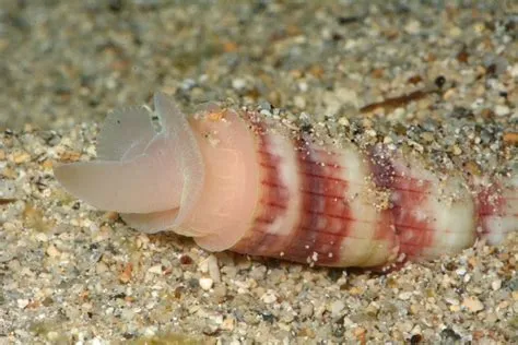 Petricolina: Un piccolo mollusco dalle conchiglie affascinanti e dai tentacoli curiosi che si nutrono di plancton!