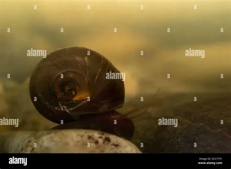  Ram's Horn Snail: Un esperto di conchiglie dal guscio avvolgente e dalle straordinarie capacità di adattamento!