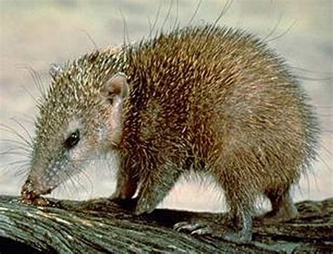  Tenrec! Un piccolo mammifero dal corpo tondeggiante e una dieta composta principalmente da insetti.